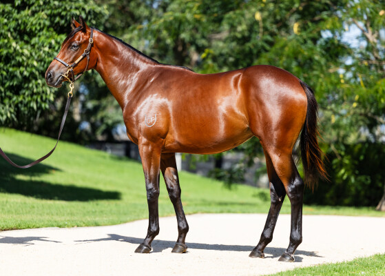 Lot 678: Tassort / Bondini