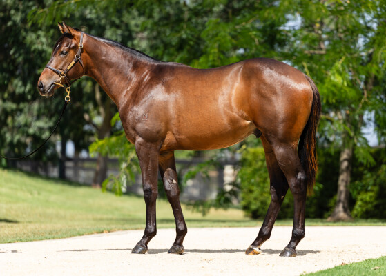 Lot 799: Artorius / Kiss the Daddy (USA)