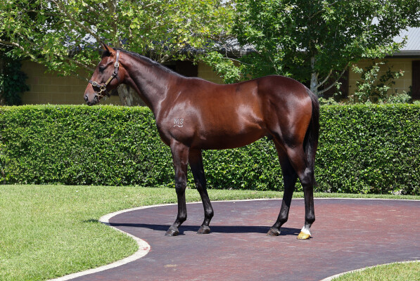 Lot 238: All Too Hard / National Anthem