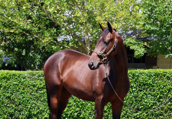 Lot 238: All Too Hard / National Anthem