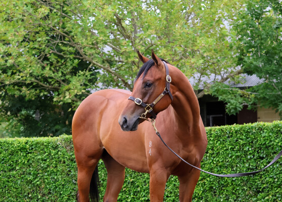 Lot 385: Ole Kirk / Sarma