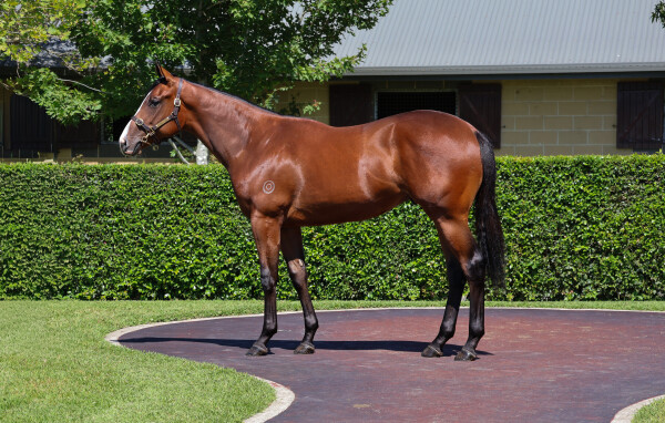 Lot 624: Profondo / Amicitia