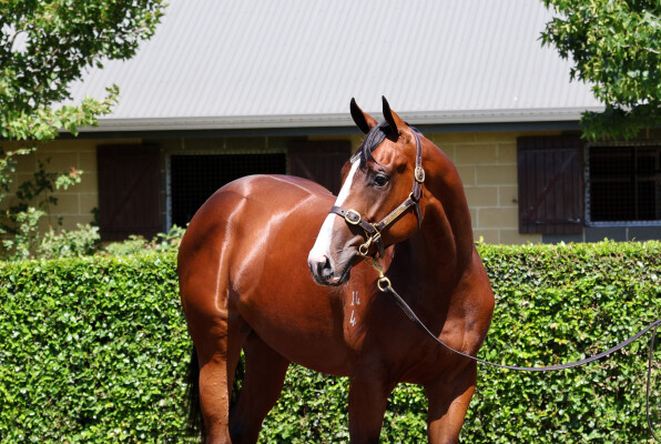 Lot 624: Profondo / Amicitia