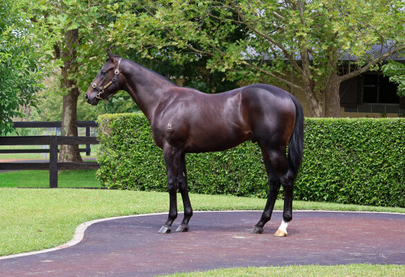 Lot 656: Tassort / Barchetta