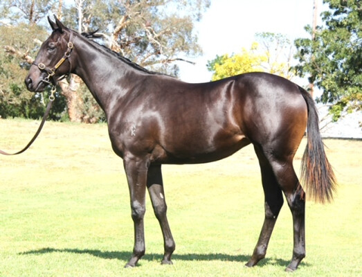 Lot 154: Cool Aza Beel (NZ) / Lucky Louie