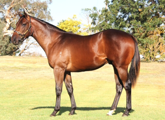 Lot 66: Nicconi / Hoist