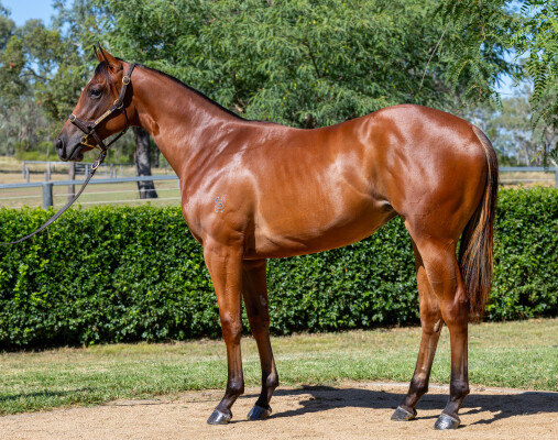 Lot 542: Home Affairs / Unassailed