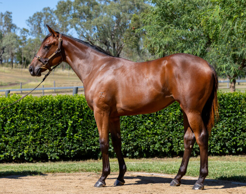 Lot 91: Pride of Dubai / Jaameelati