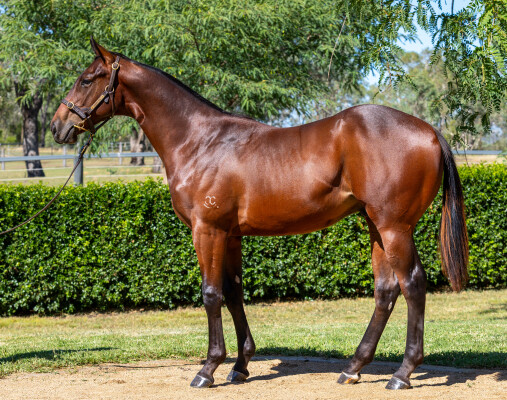 Lot 96: Spirit of Boom / Je Suis Tycoon