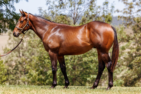 Lot 112: Toronado (IRE) / Kiwi Charm (NZ)