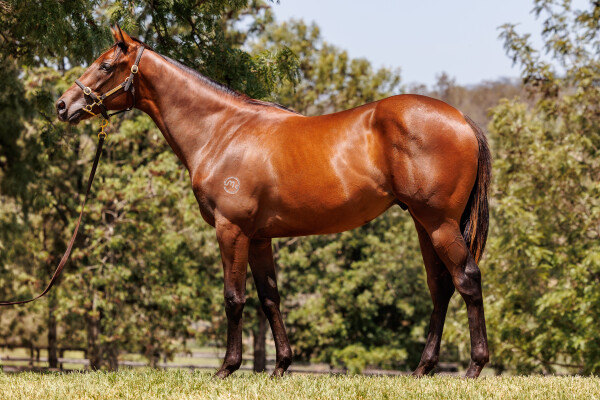 Lot 239: State of Rest (IRE) / Native Bombshell (USA)