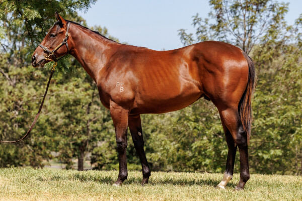 Lot 543: Cosmic Force / Under Pressure