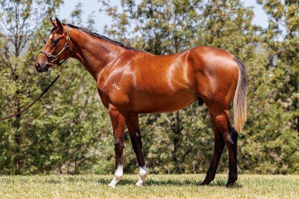 Lot 603: Dundeel (NZ) / Zihuatanejo