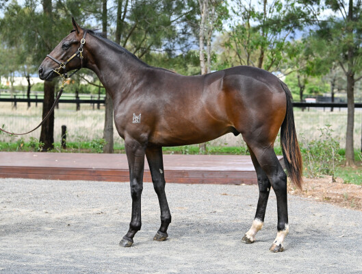 Lot 335: Wild Ruler / Readathon