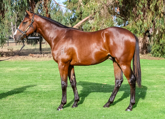 Lot 39: Portland Sky / Global Network