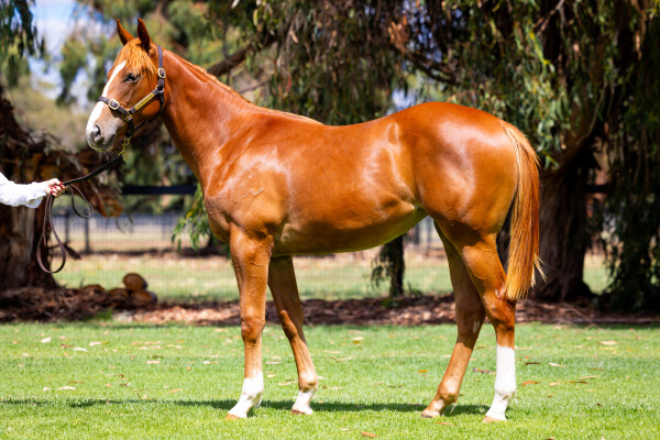 Lot 74: Bivouac / I Am Awesome