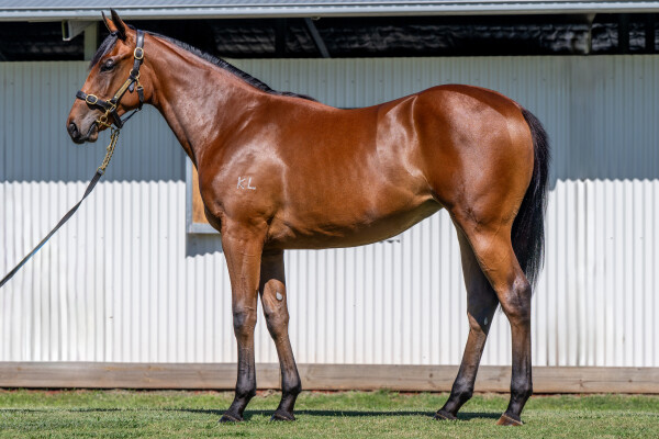 Lot 99: Ellsberg / Just Our Girl