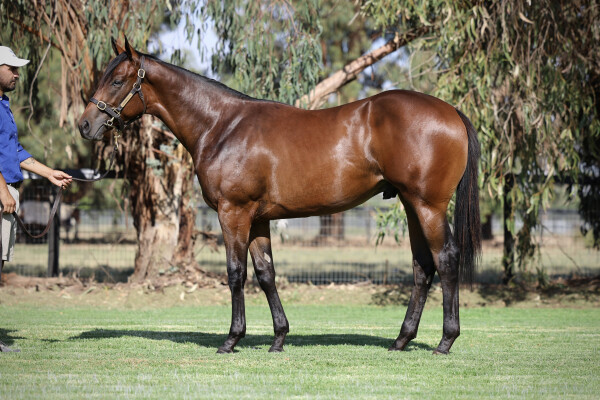 Lot 278: Pierata / Our Harmony