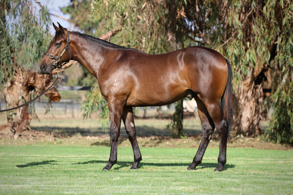 Lot 636: Ghaiyyath (IRE) / Areti