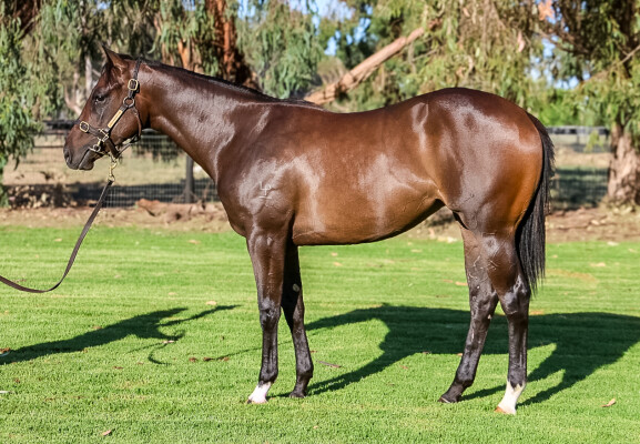 Lot 643: Pinatubo (IRE) / Aspect Ratio