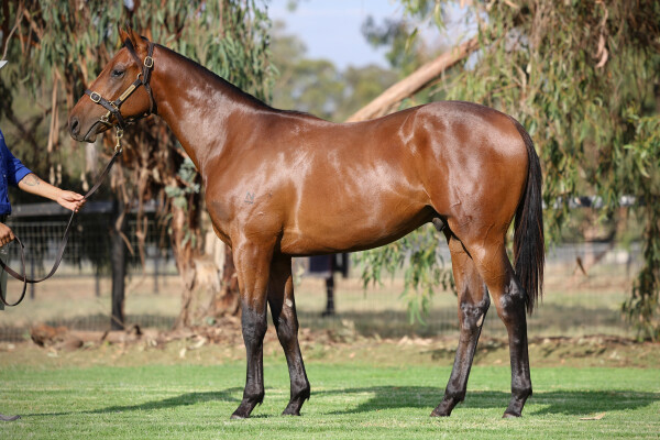 Lot 692: Farnan / Caesar's Princess