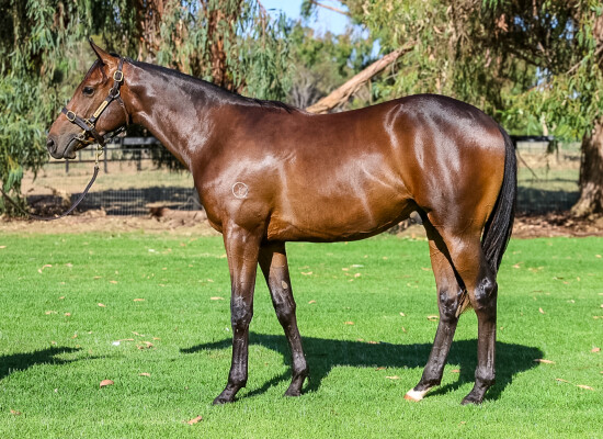 Lot 728: Lucky Vega (IRE) / Contrasting