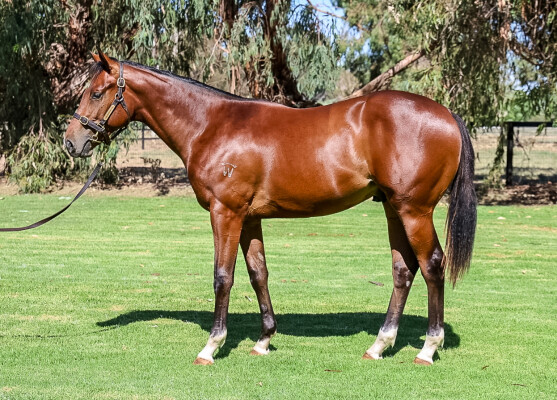 Lot 745: State of Rest (IRE) / De la Fayette