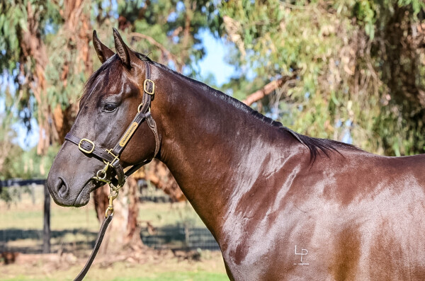 Lot 83: Shamus Award / Ingrid (USA)