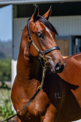 Lot 99: Ellsberg / Just Our Girl