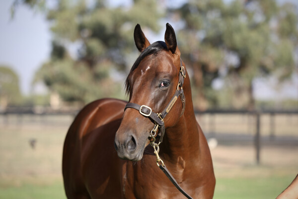 Lot 191: Shalaa (IRE) / Miss Belief