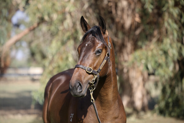 Lot 636: Ghaiyyath (IRE) / Areti