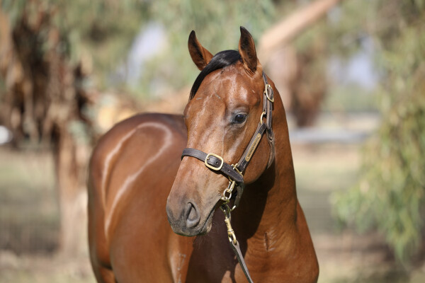 Lot 692: Farnan / Caesar's Princess