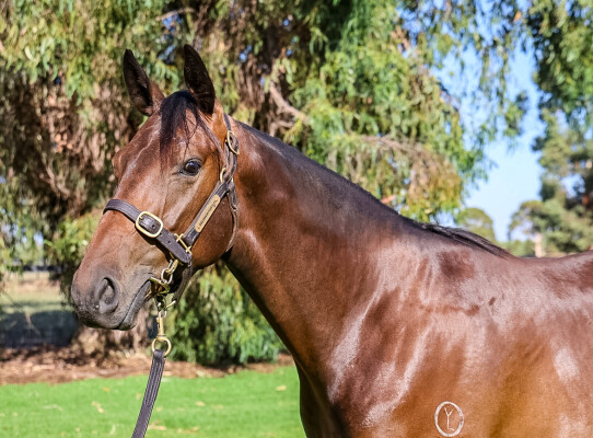 Lot 728: Lucky Vega (IRE) / Contrasting