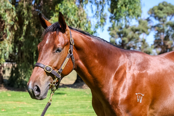 Lot 745: State of Rest (IRE) / De la Fayette