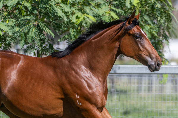 Lot 99: Ellsberg / Just Our Girl