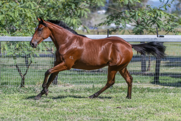 Lot 99: Ellsberg / Just Our Girl