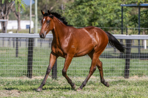 Lot 99: Ellsberg / Just Our Girl