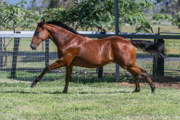 Lot 99: Ellsberg / Just Our Girl