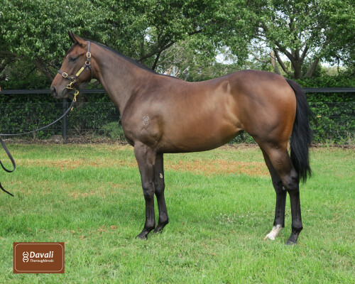 Lot 59: Exceedance / Havasu (NZ)