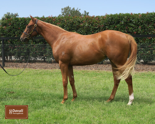 Lot 167: Zousain / Marielle