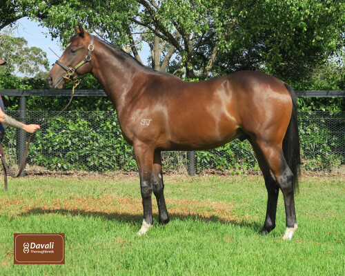 Lot 229: Pinatubo (IRE) / Mystical Tale