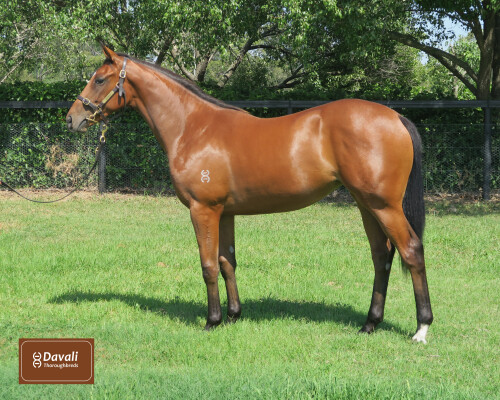 Lot 355: Hellbent / Rock Dove