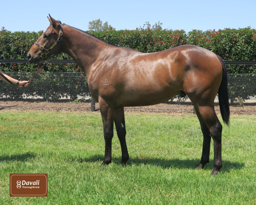 Lot 597: The Autumn Sun / Zazeela