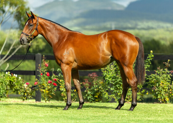 Lot 67: Home Affairs / Homebird