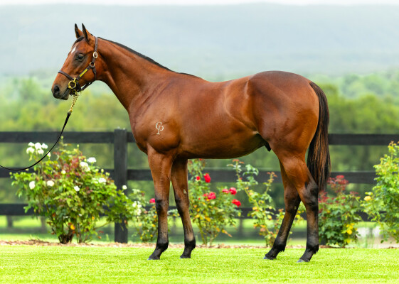 Lot 68: Pride of Dubai / Honey Cara