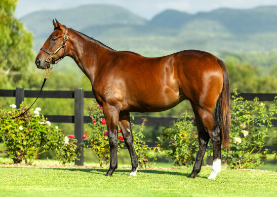 Lot 75: Anamoe / I Am Eloquent