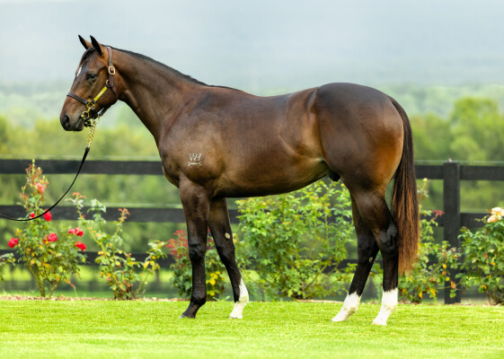 Lot 514: Better Than Ready / Think Out Loud