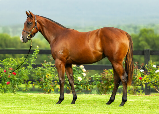 Lot 581: Harry Angel (IRE) / Wild Vixen