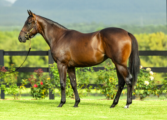 Lot 652: Brazen Beau / Baffin Bay