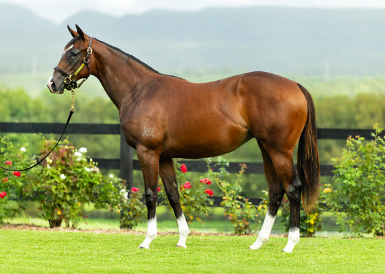 Lot 687: Maurice (JPN) / Burgundy Belle (NZ)